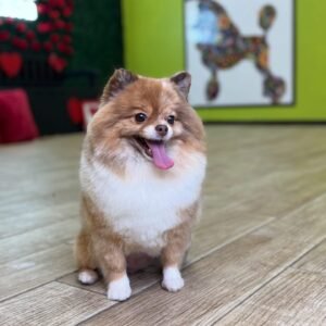 COMPLETE BATH PACKAGE SMALL DOG