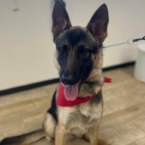 BASIC BATH PACKAGE LARGE DOG