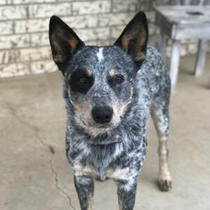 COMPLETE BATH PACKAGE MEDIUM DOG