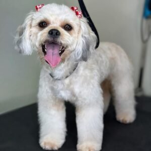 BASIC GROOMING & BATH PACKAGE FOR SMALL DOG