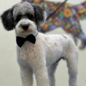 BASIC GROOMING & BATH PACKAGE MEDIUM DOG
