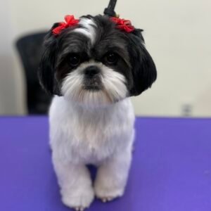 COMPLETE GROOMING & BATH PACKAGE SMALL DOG