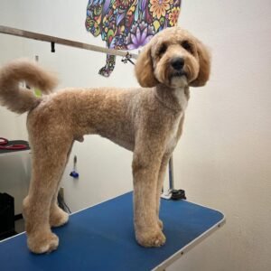 BASIC GROOMING & BATH PACKAGE LARGE DOG