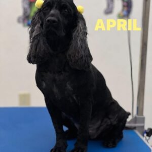 COMPLETE GROOMING & BATH PACKAGE MEDIUM DOG