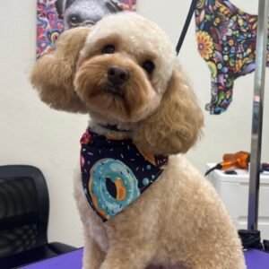 BASIC BATH PACKAGE MEDIUM DOG