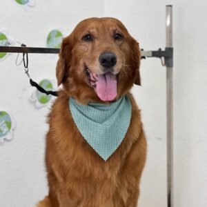 COMPLETE BATH PACKAGE FOR XL DOGS