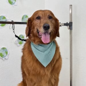 COMPLETE GROOMING & BATH PACKAGE LARGE DOG