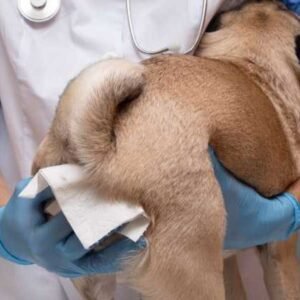 DOG 'S GLANDS