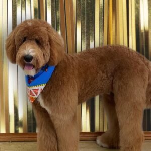 COMPLETE GROOMING & BATH PACKAGE EXTRA LARGE DOG