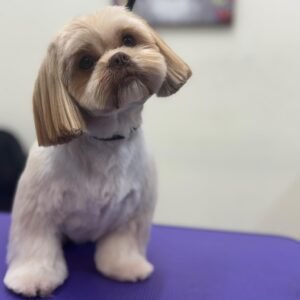BASIC BATH PACKAGE SMALL DOG
