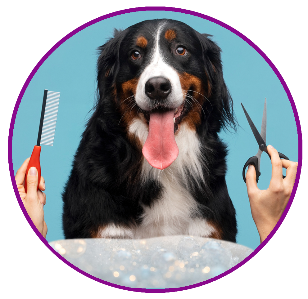 Grooming & Bath Packages