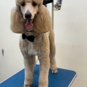 COMPLETE BATH PACKAGE LARGE DOG